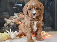 Gucci, a female Cavapoo for sale in Boyden, IA – Photo 9 of 10