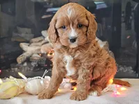 Gucci, a female Cavapoo for sale in Boyden, IA – Photo 6 of 10