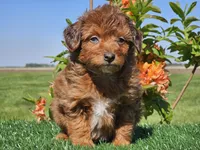 Jimmy, a male Miniature Aussiedoodle for sale in Boyden, IA – 4 of 10
