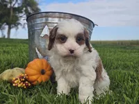 Omira, a female Cavapoo for sale in Boyden, IA – 5 of 10