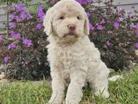 McKenzie , a female Goldendoodle for sale in Boyden, IA – 10 of 10