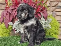Whitley, a female Goldendoodle for sale in Boyden, IA – 8 of 10