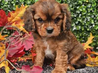 Tucker, a male Cavapoo for sale in Boyden, IA – 7 of 10