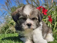Emelia , a female Shorkie for sale in Boyden, IA – 9 of 10