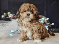 Marlee, a female Shihpoo for sale in Boyden, IA – Photo 2 of 10