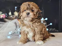 Marlee, a female Shihpoo for sale in Boyden, IA – Photo 7 of 10