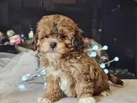 Marlee, a female Shihpoo for sale in Boyden, IA – Photo 8 of 10