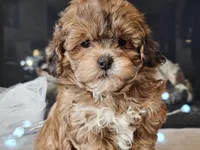 Marlee, a female Shihpoo for sale in Boyden, IA – Photo 1 of 10