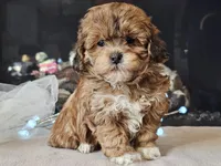 Marlee, a female Shihpoo for sale in Boyden, IA – Photo 9 of 10