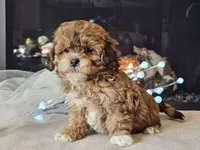 Marlee, a female Shihpoo for sale in Boyden, IA – Photo 3 of 10