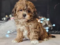 Marlee, a female Shihpoo for sale in Boyden, IA – Photo 4 of 10