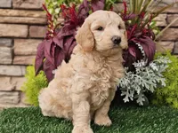 Walter, a male Goldendoodle for sale in Boyden, IA – 2 of 10
