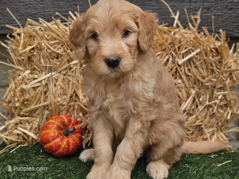 Silas – Goldendoodle puppy for sale in Boyden, IA