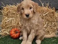 Silas, a male Goldendoodle for sale in Boyden, IA – 1 of 10