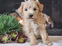 Piko, a male Maltipoo for sale in Boyden, IA – 6 of 10