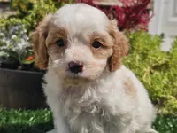 Greta, a female Cavapoo for sale in Boyden, IA – 1 of 10