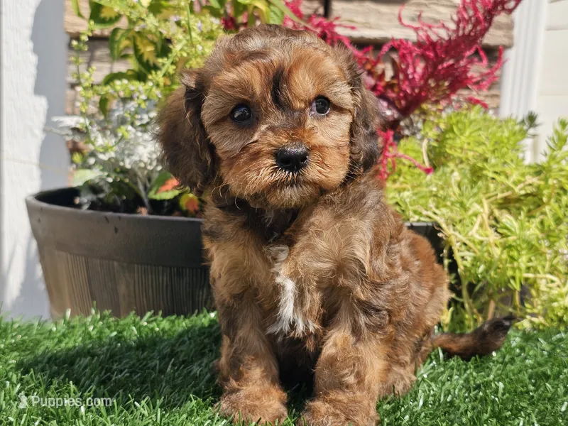 Gianna  – Cavapoo puppy for sale in Boyden, IA