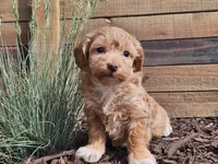 Rosa, a female Havapoo for sale in Boyden, IA – 10 of 10
