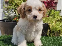 Greta, a female Cavapoo for sale in Boyden, IA – 10 of 10