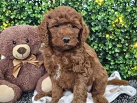 Flynn, a male Cockapoo for sale in Boyden, IA – Photo 4 of 10