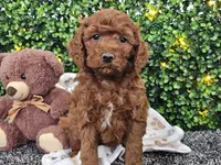 Flynn, a male Cockapoo for sale in Boyden, IA – Photo 5 of 10