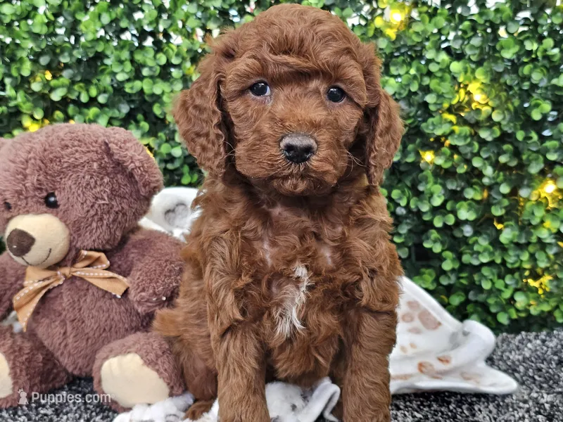 Flynn – Cockapoo puppy for sale in Boyden, IA
