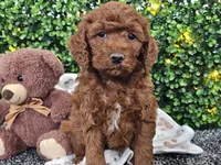 Flynn, a male Cockapoo for sale in Boyden, IA – Photo 1 of 10