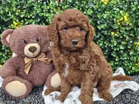 Flynn, a male Cockapoo for sale in Boyden, IA – Photo 9 of 10