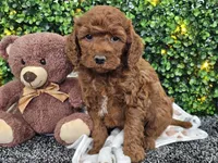 Flynn, a male Cockapoo for sale in Boyden, IA – Photo 8 of 10