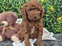 Flynn, a male Cockapoo for sale in Boyden, IA – Photo 6 of 10