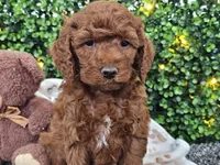 Flynn, a male Cockapoo for sale in Boyden, IA – Photo 3 of 10