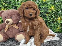 Flynn, a male Cockapoo for sale in Boyden, IA – Photo 10 of 10