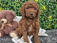 Flynn, a male Cockapoo for sale in Boyden, IA – Photo 7 of 10