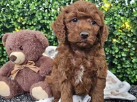 Flynn, a male Cockapoo for sale in Boyden, IA – Photo 2 of 10