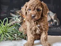 Kairi, a female Cavapoo for sale in Boyden, IA – 7 of 10