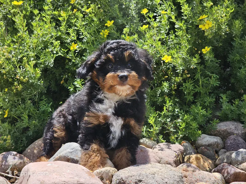Juri – Miniature Aussiedoodle puppy for sale in Boyden, IA