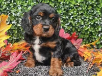 Teddy, a male Cavapoo for sale in Boyden, IA – 7 of 10