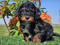 Jamy, a male Miniature Aussiedoodle for sale in Boyden, IA – 9 of 10