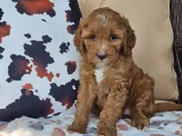 Joni, a female Miniature Goldendoodle for sale in Boyden, IA – 10 of 10