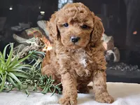 Kirby , a male Cavapoo for sale in Boyden, IA – 4 of 10
