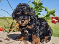 Ian, a male Havapoo for sale in Boyden, IA – 6 of 10