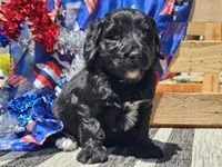 Kora, a female Bernedoodle for sale in Boyden, IA – 9 of 10