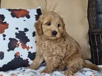 Jax, a male Miniature Goldendoodle for sale in Boyden, IA – 9 of 10