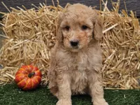 Shelby, a female Goldendoodle for sale in Boyden, IA – 2 of 10