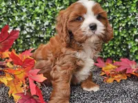 Toby, a male Cavapoo for sale in Boyden, IA – 7 of 10