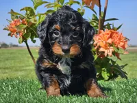 Jamy, a male Miniature Aussiedoodle for sale in Boyden, IA – 2 of 10