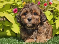 Nash, a male Shihpoo for sale in Boyden, IA – 3 of 10