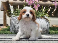 Tango, a male Cavapoo for sale in Boyden, IA – 3 of 10