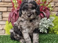 Wesley, a male Goldendoodle for sale in Boyden, IA – 6 of 8