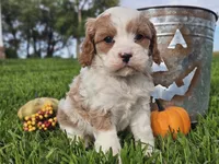 Odie, a male Cavapoo for sale in Boyden, IA – 7 of 10